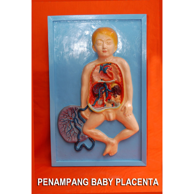 

Penampang model plasenta bayi alat peraga pendidikan