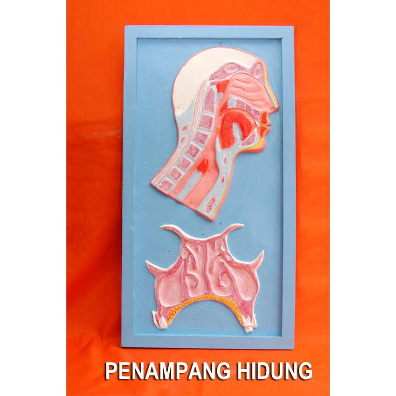 

penampang hidung alat peraga pendidikan penampang hidung