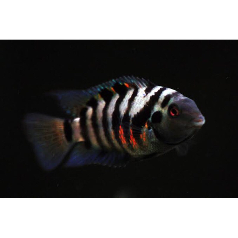 convict cichlid pair ecer oke