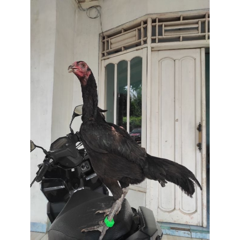 Ayam betina indukan Birma genetik telur hijau