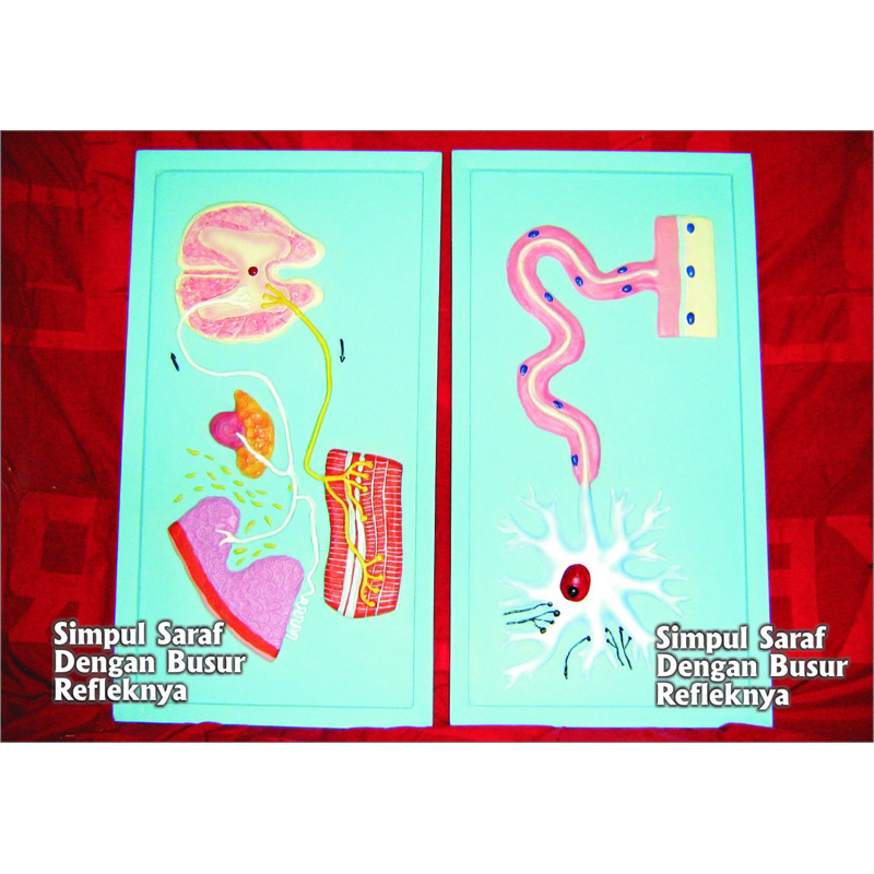 

Penampang model simpul syaraf dengan busur refleknya