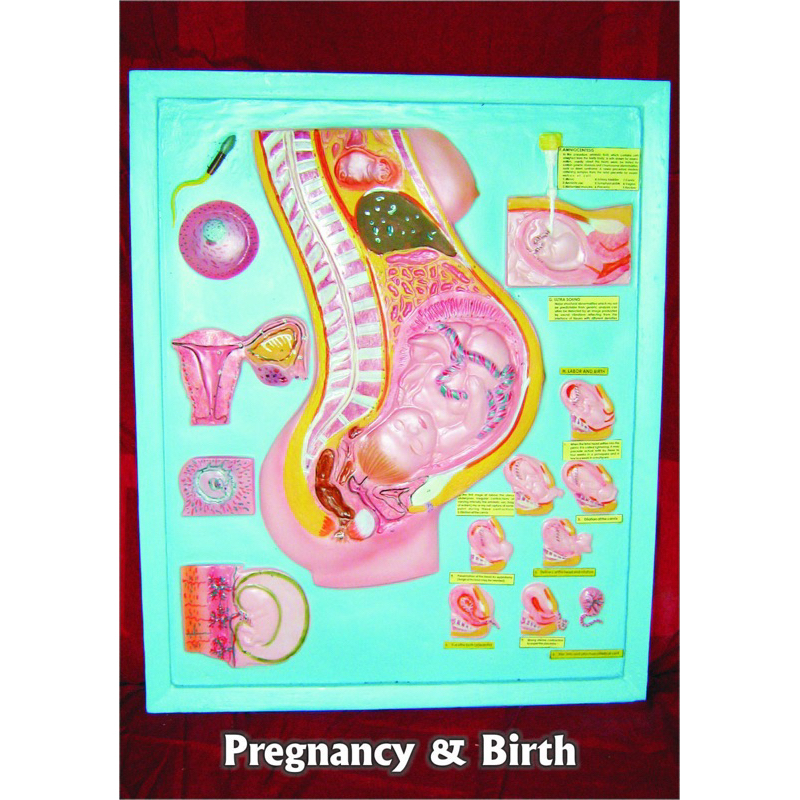 

penampang model ibu hamil dan melahirkan alat peraga pendidikan