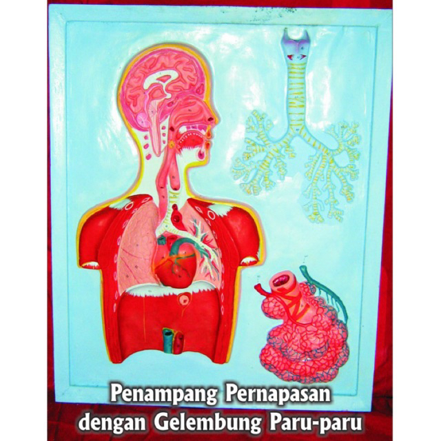 

penampang pernafasan dengan gelembung paru-paru