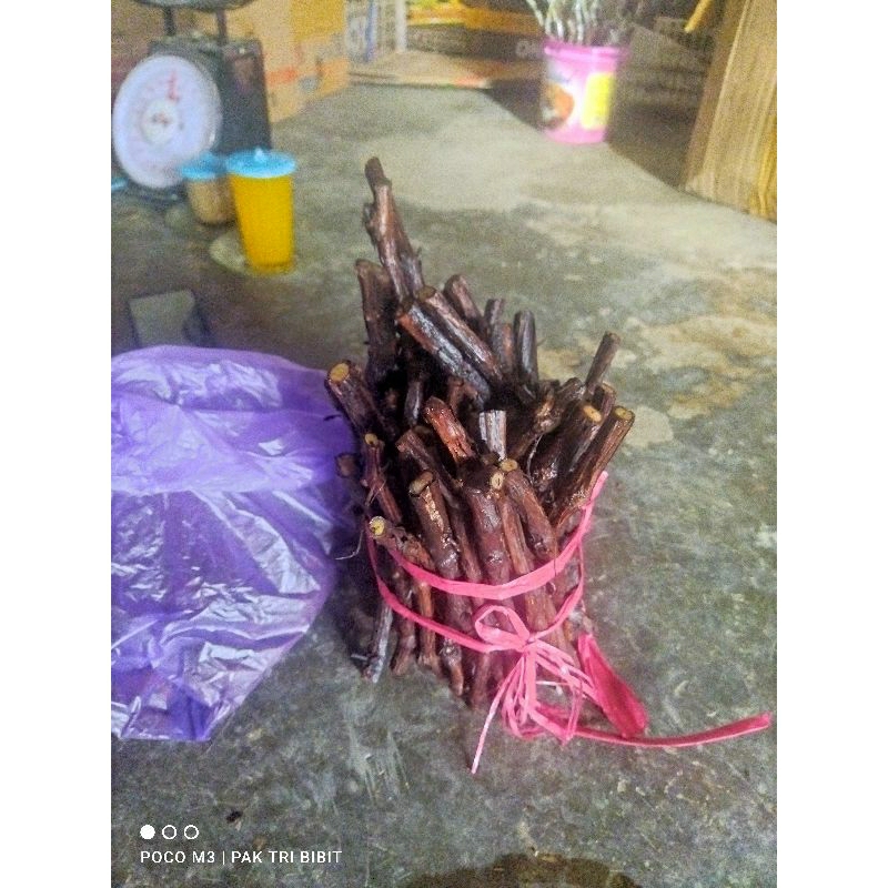 cutting anggur isabella