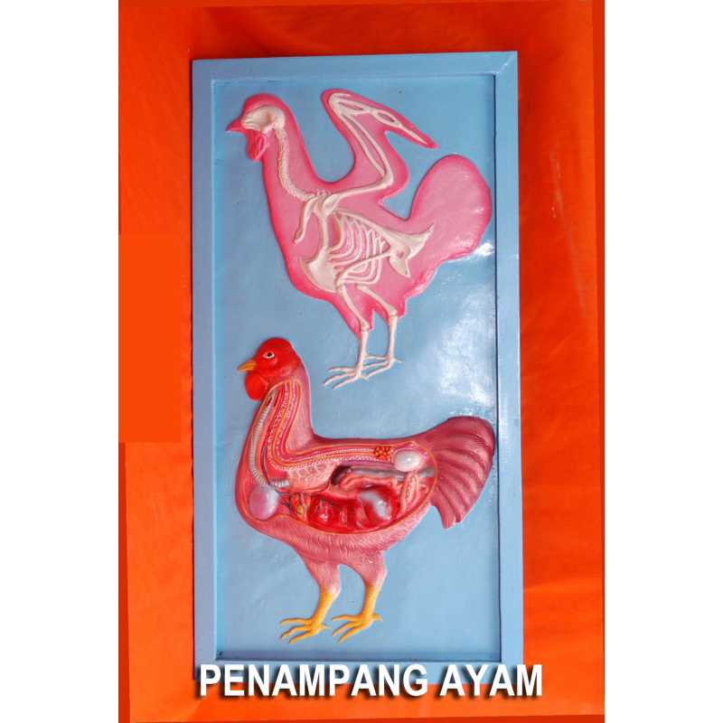 

Penampang model ayam alat praga pendidikan