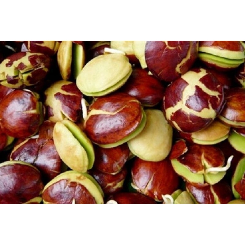 

Jengkol 500gr