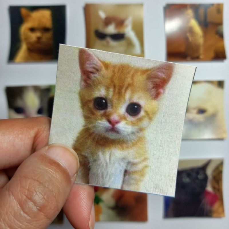 Stiker Meme Kucing