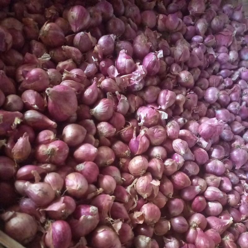 

Bawang Merah Gede Sedang 500 gram