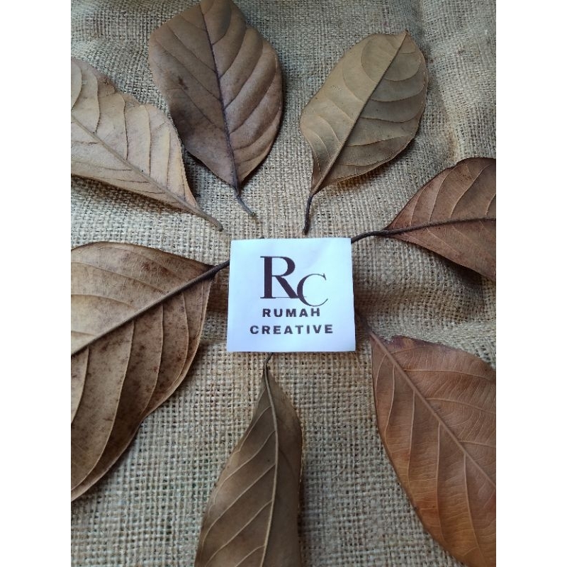 DAUN NANGKA KERING 10 LEMBAR / DAUN NANGKA KERING UNTUK KERAJINAN