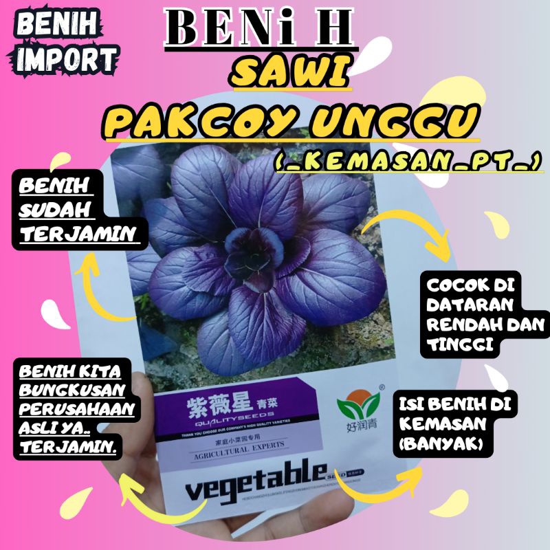 BENIH PAKCOY UNGU BERKUALITAS TINGGI