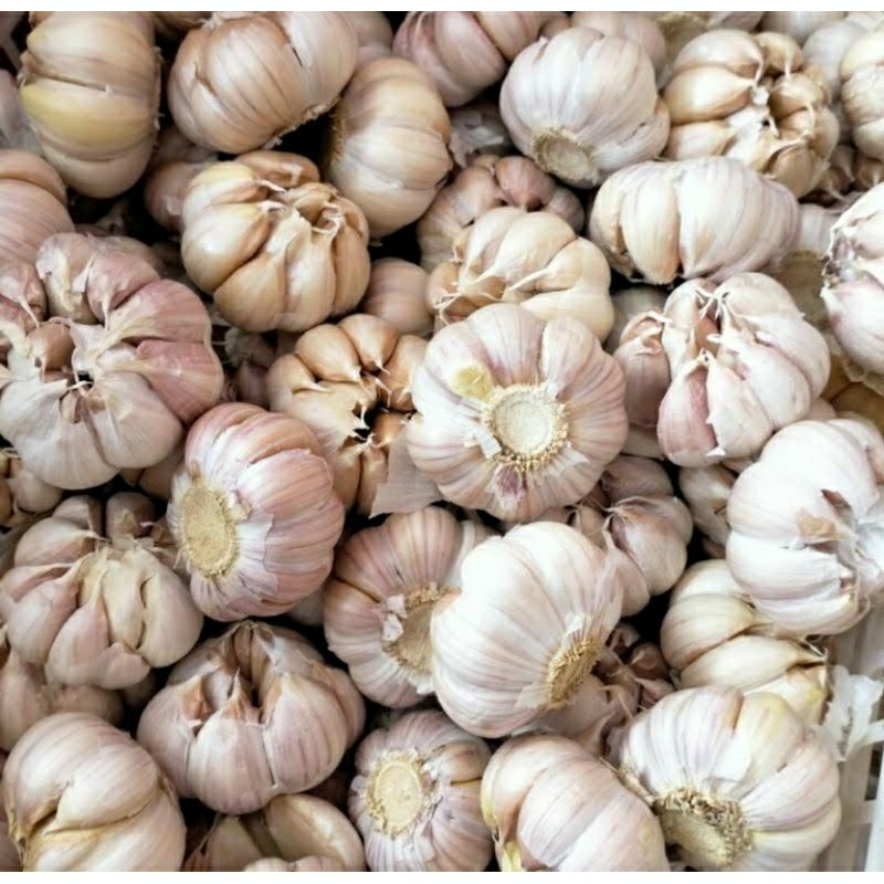 

BAWANG PUTIH JATIM