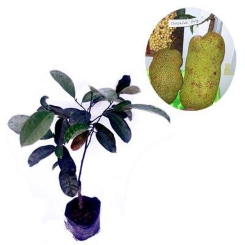 bibit cempedak king