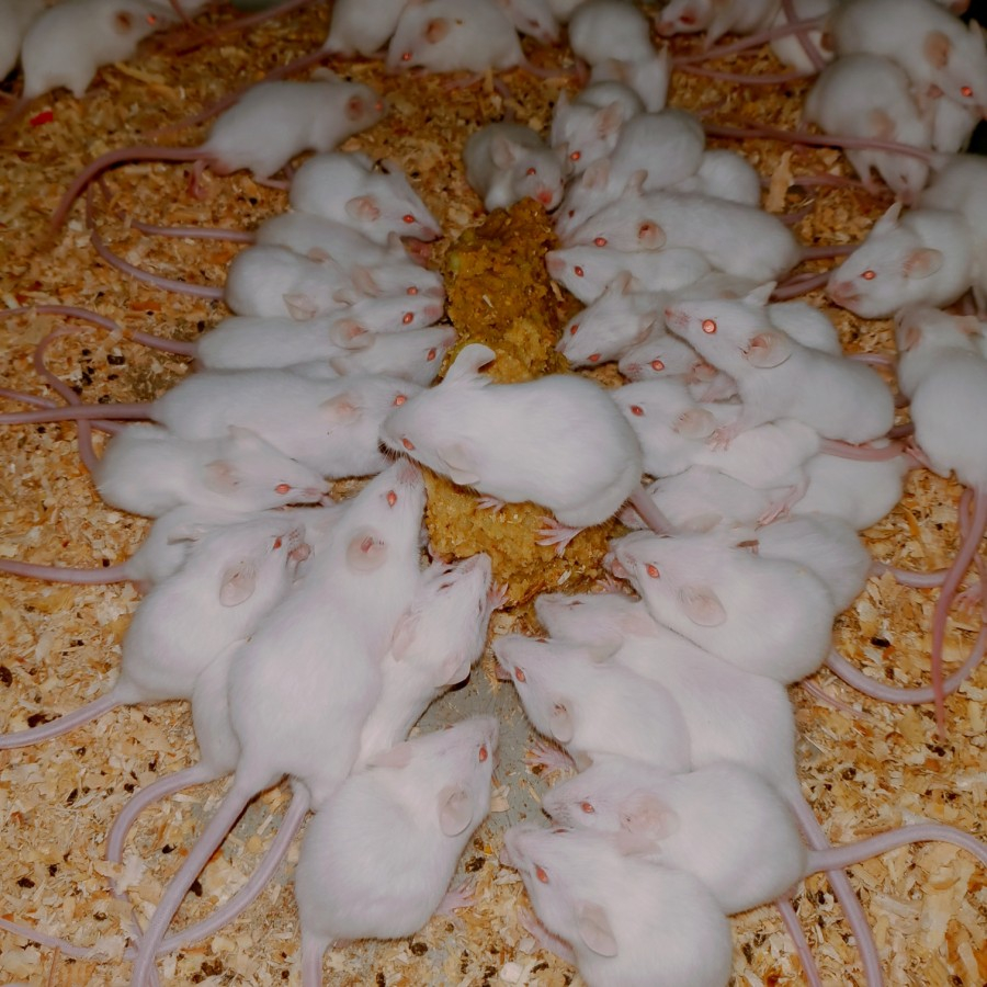 mencit jumper medium dewasa