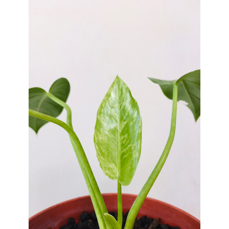 Tanaman Hias Koleksi Philo Marble Variegata