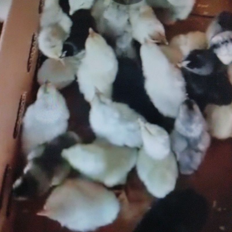 DOC Anak Ayam Kampung Sentul Seleksi (Ayam Sensi) - Isi 50 Ekor