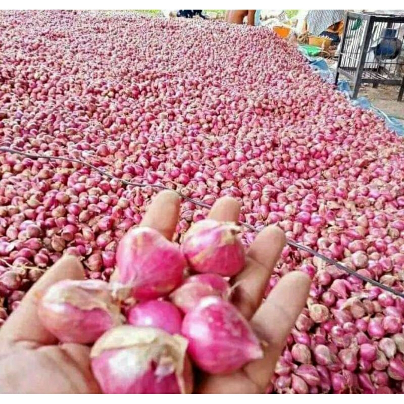 

Bawang merah brebes 1 kg ukuran Campur