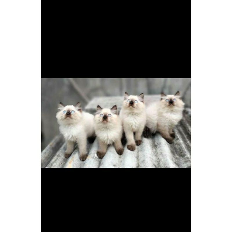 Kucing kitten Himalaya
