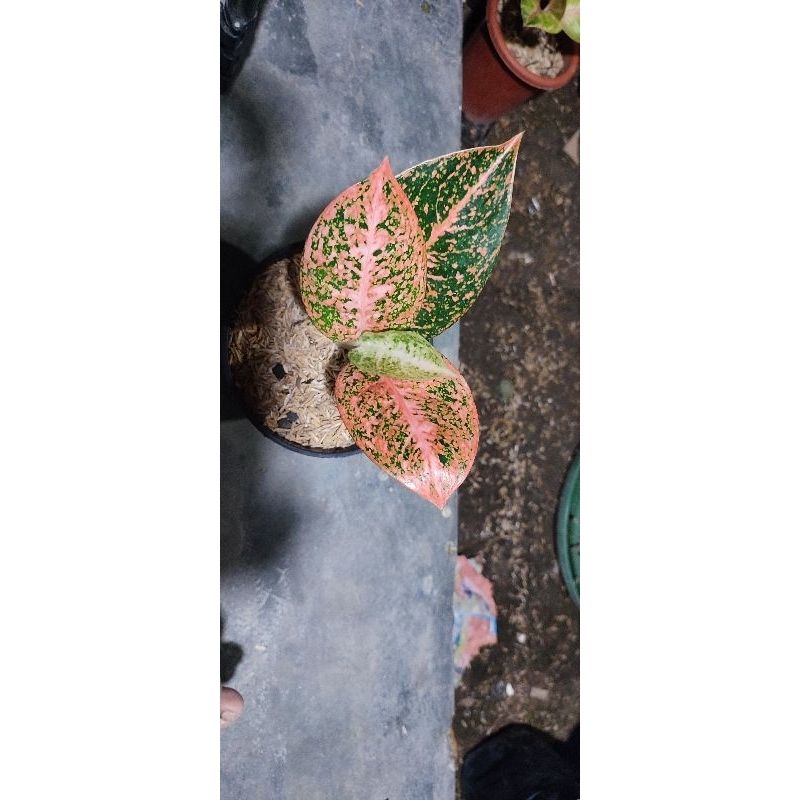 aglonema stardas orange