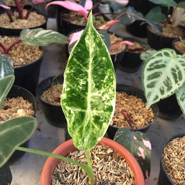 alocasia frydek variegata