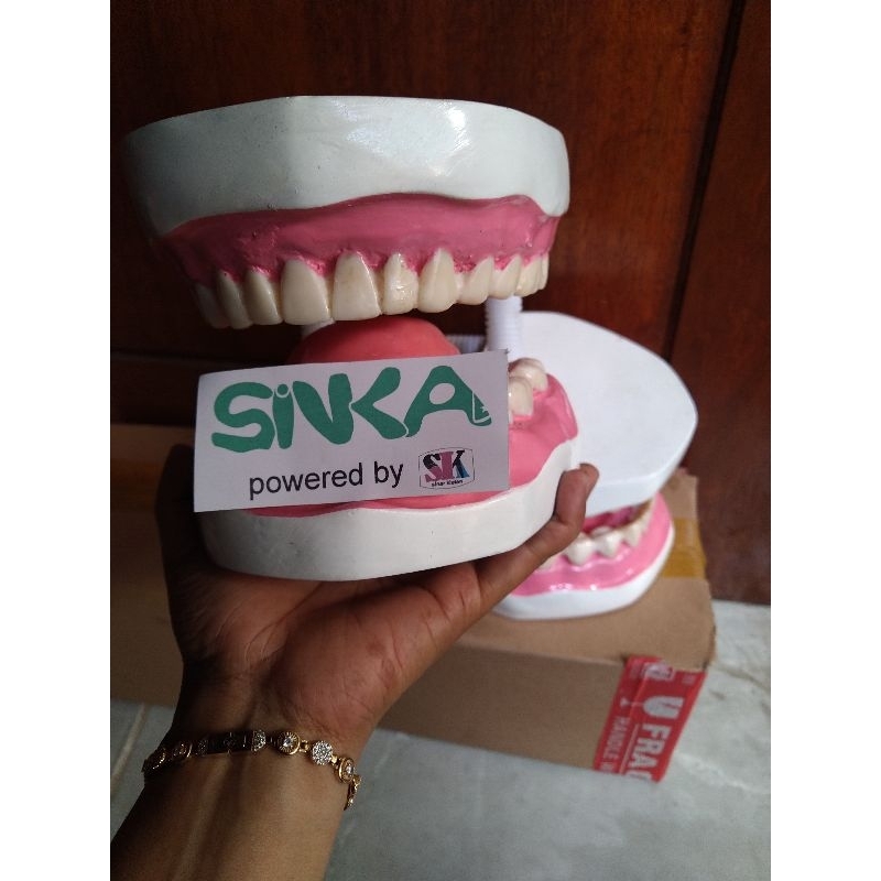 MODEL GIGI ANATOMI GIGI PERAGA PENDIDIKAN KEDOKTERAN TERMURAH