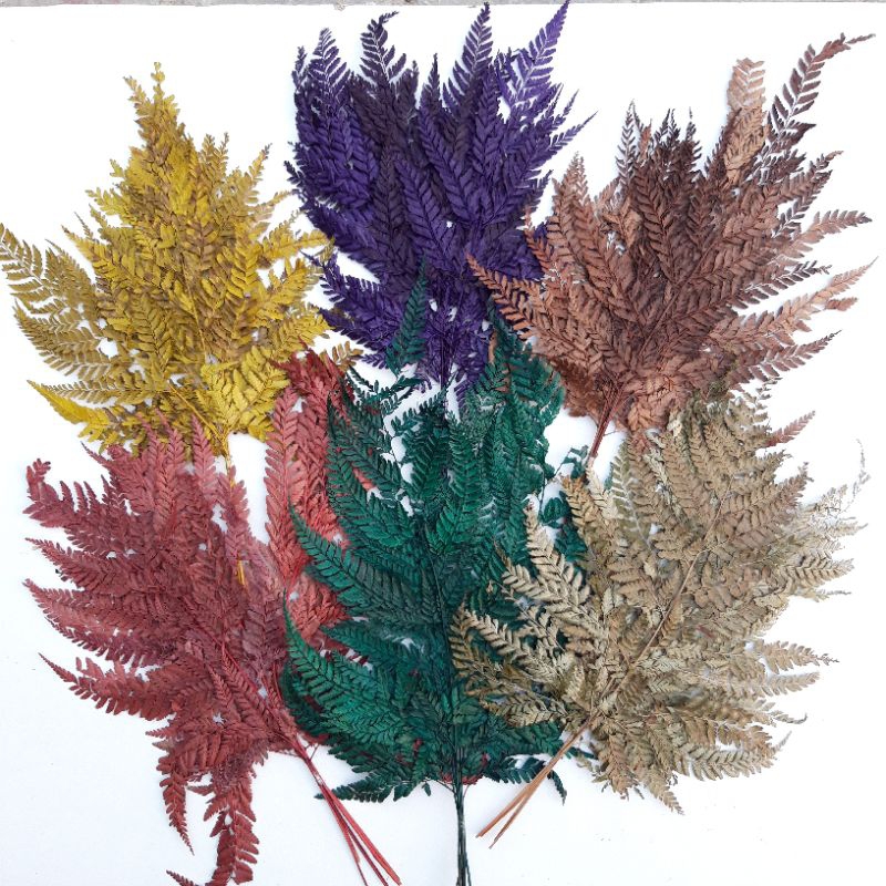 Daun Pakis Kering / Daun Paku Kering