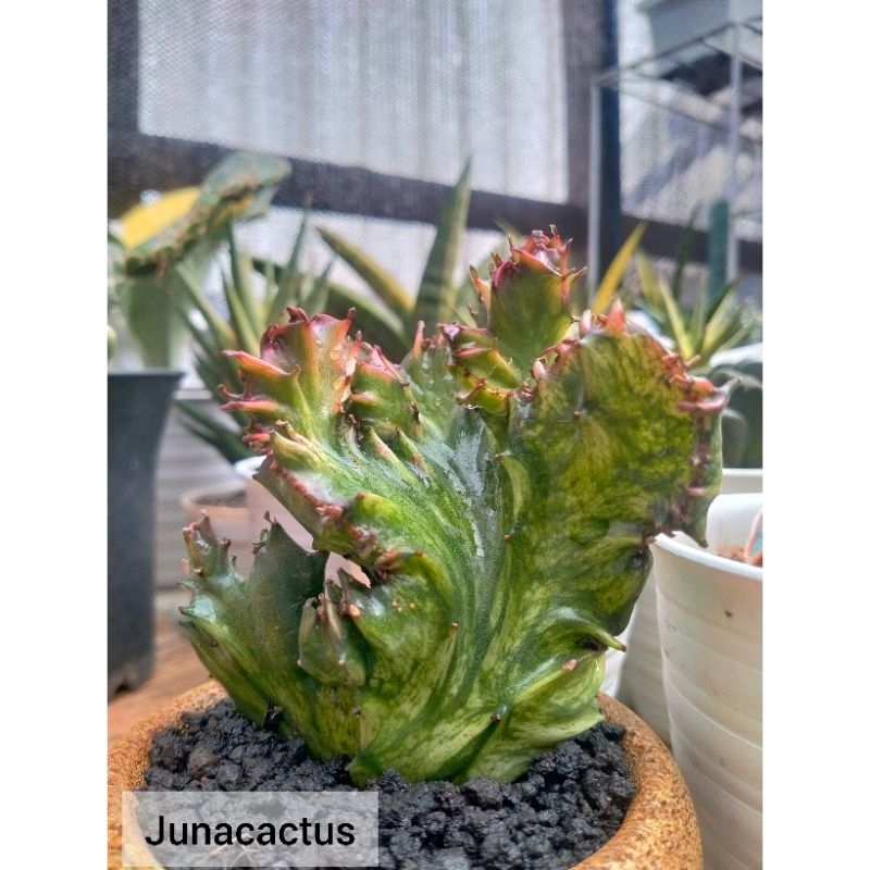 Euphorbia Lactea Merah