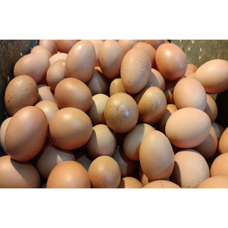 

ENDOG/TELUR FRESH 1/2