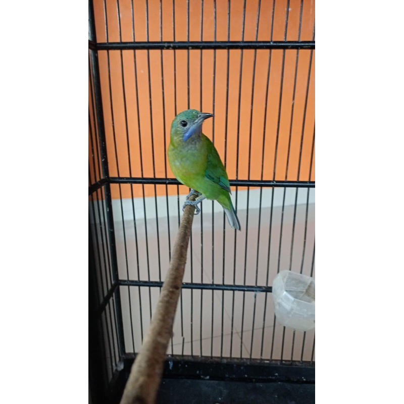 cucak cungkok betina