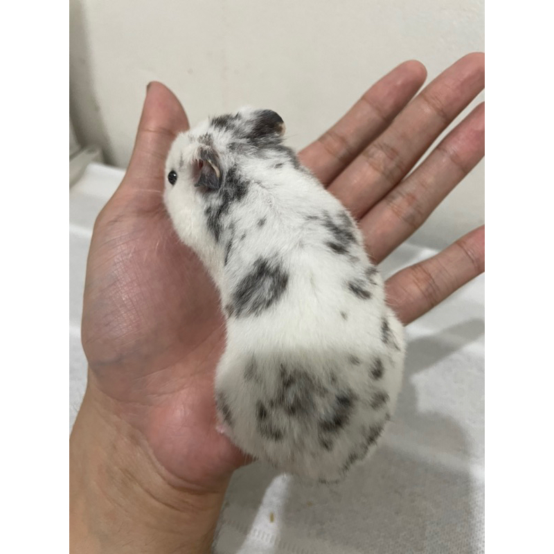 Hamster Syrian Fujiyama Short Hair Jantan Siap Kawin