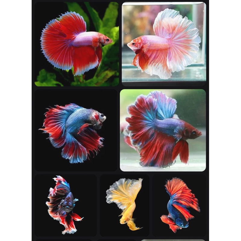 

BOX KARDUS ISI cpg Halfmoon