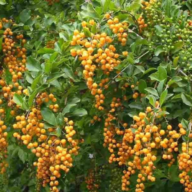 5 stek tanaman sinyo nakal. Duranta Erecta fruit.