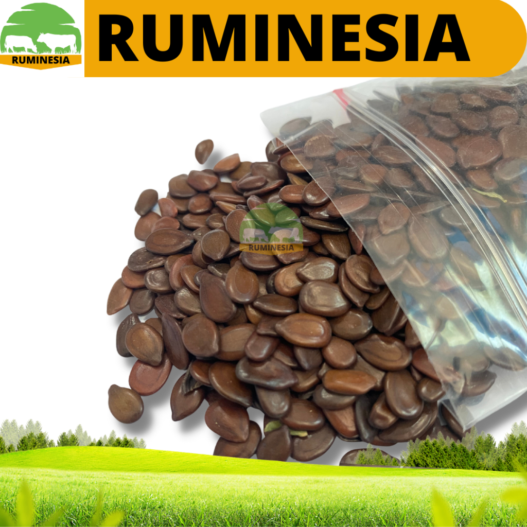 PROMO BENIH LAMTORO TARAMBA SUPER - hijauan pakan ternak sumber protein - BIJI LAMTORO 50 gr 100 gr