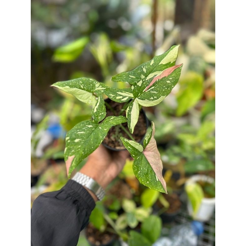 syngonium redspot tricolor real pict