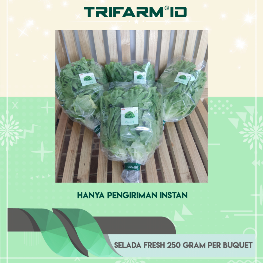 

Sayur Selada Hidroponik Fresh Hanya Pengiriman Instan