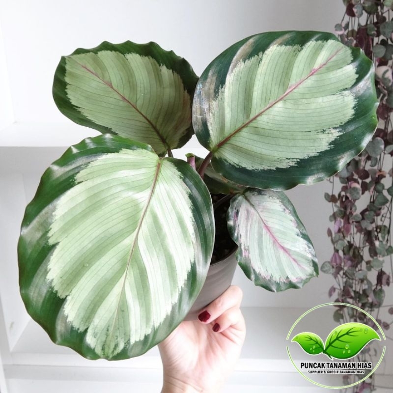 Calathea corona - Calatea corona - Corona calathea