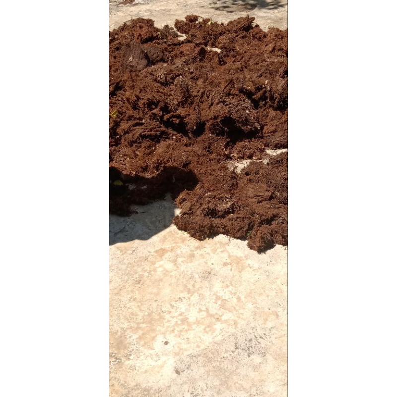 moss/akar kadaka[2kg]