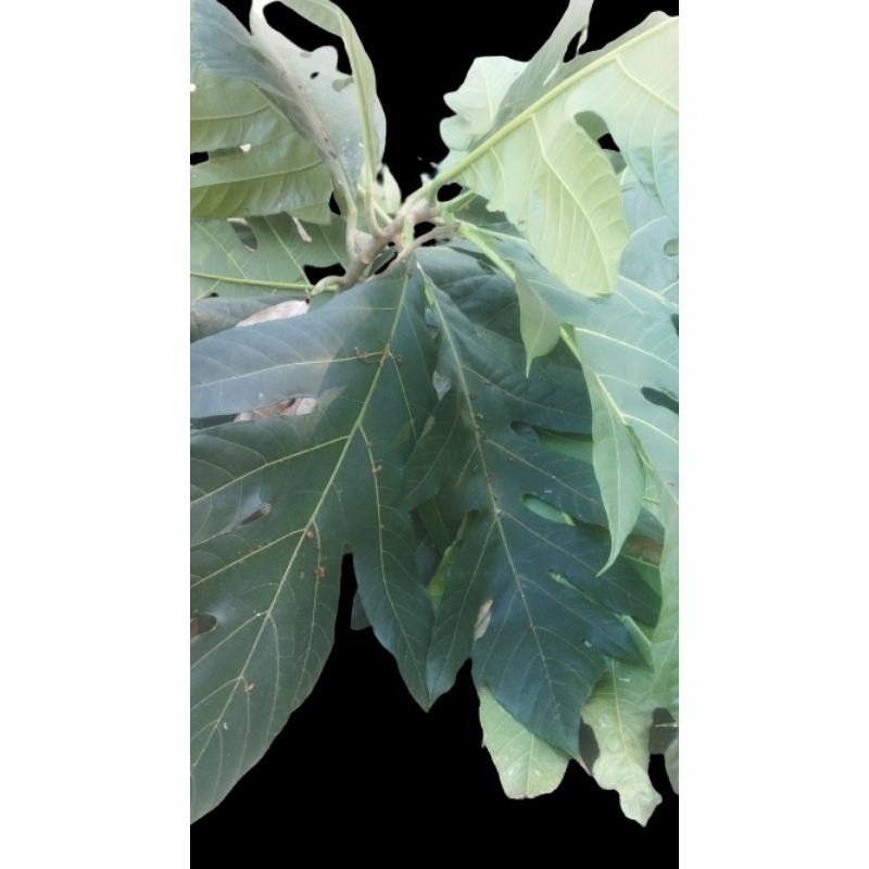 

DAUN SUKUN SEGAR 500gram asli alami obat herbal diabete