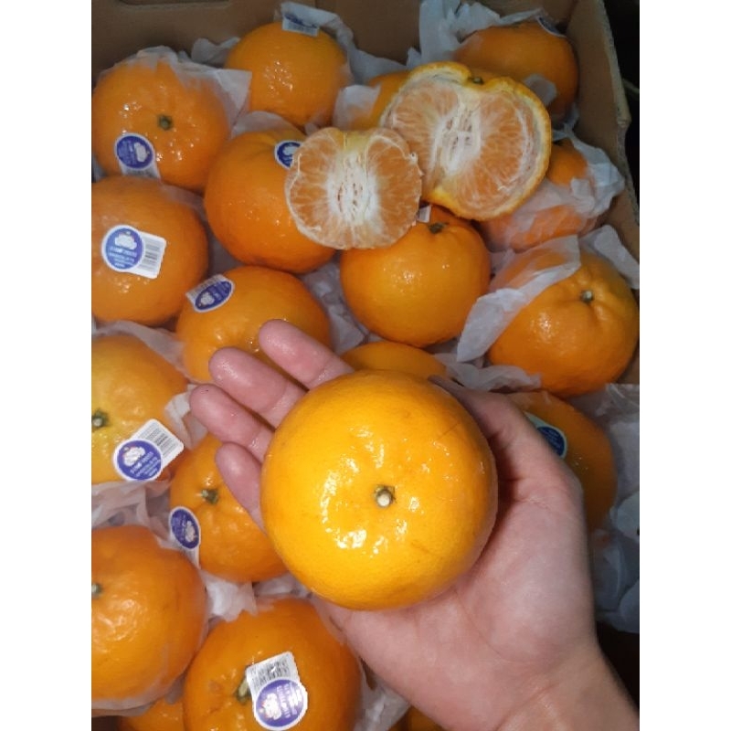 

Jeruk Wokam China Sonofruits