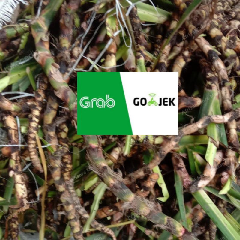 

Delingo Dlingo deringo Dlingo dringo jeringau obat sawan tolak sawan sambetan