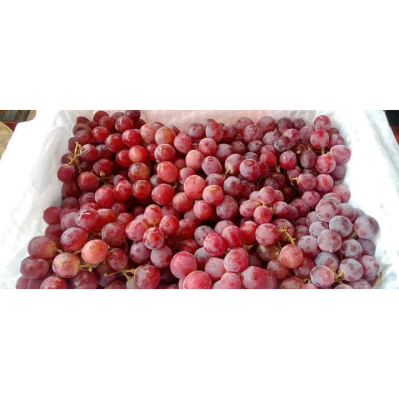 

buah anggur merah impor
