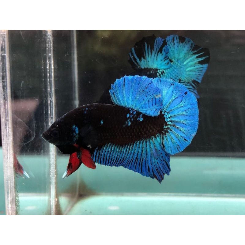 cupang avatar gordon