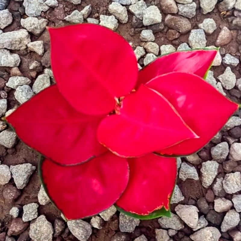 AGLONEMA SUKSOM JAIPONG MUTASI SUPER /AGLONEMA SUKSOM/ TANAMAN HIAS AGLAONEMA SUKSOM MURAH/ Tanaman 