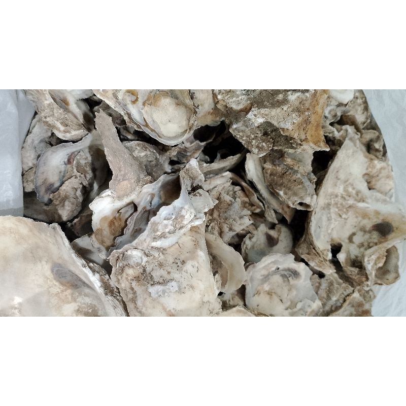 Cangkang kerang tiram kemasang 1kg