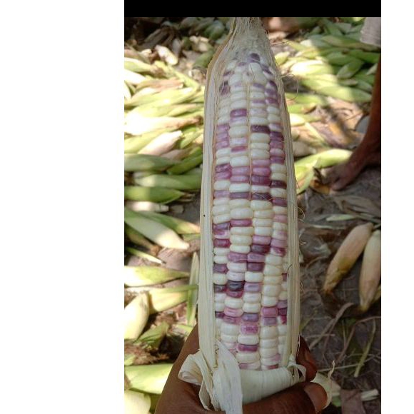 

jagung ketan batik