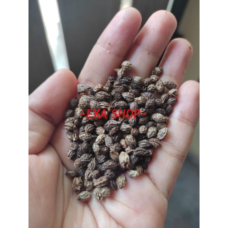 

BIJI PEPAYA CALIFORNIA KERING 50GR