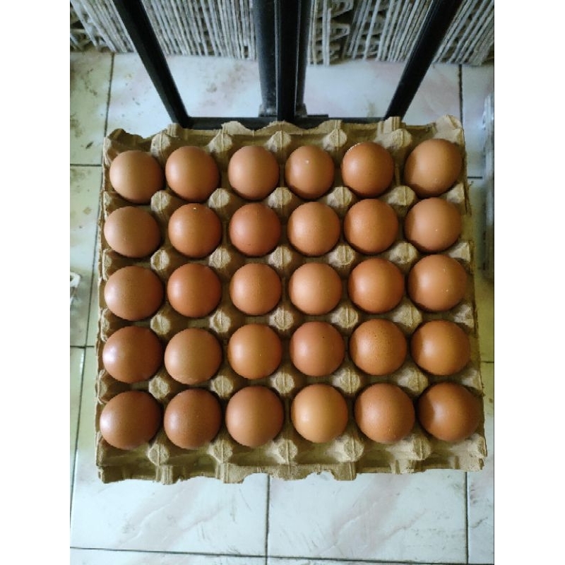 

Telur ayam fress