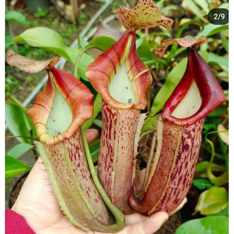 Giant pitcher Boschiana x veitchii