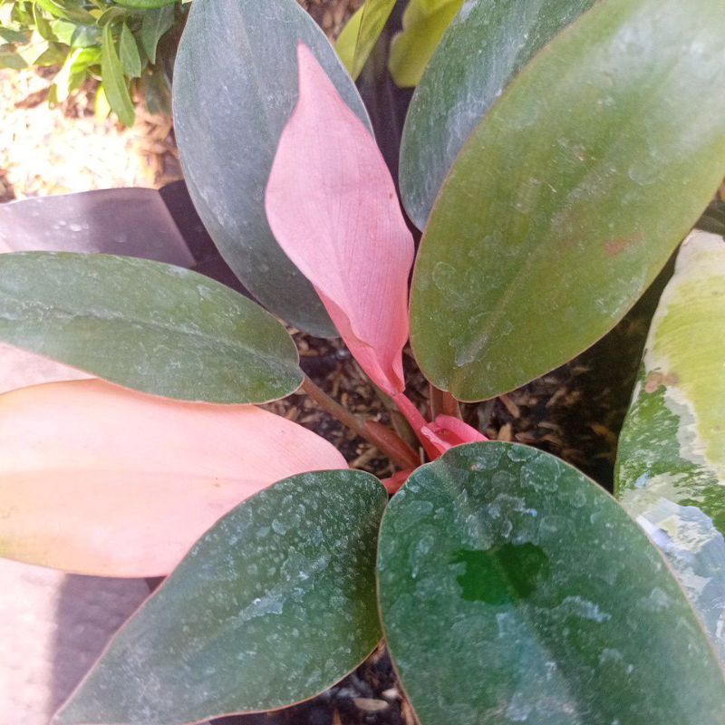 philo Congo pink