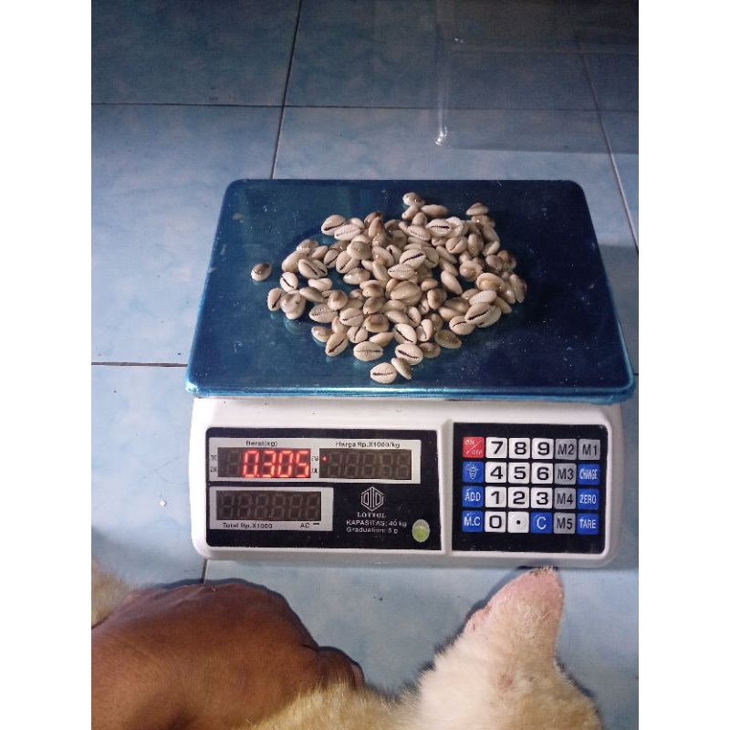 Kerang Kewuk Gajih kulit kerang biji kopi kerang Bekel Congklak/100grm
