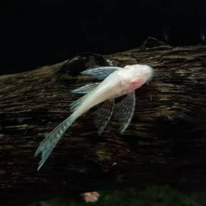 Brushmouth albino slayer/Pleco L144